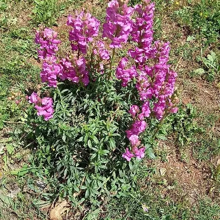 L'alba Della Tavernetta *