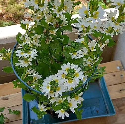 L'alba Della Tavernetta *